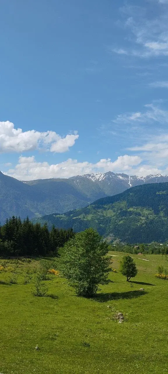 Green mountain slopes and scattered trees