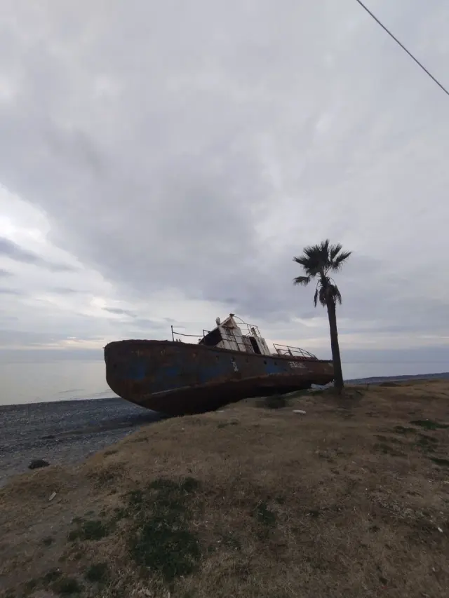 A boat on the shore beside a lone palm tree